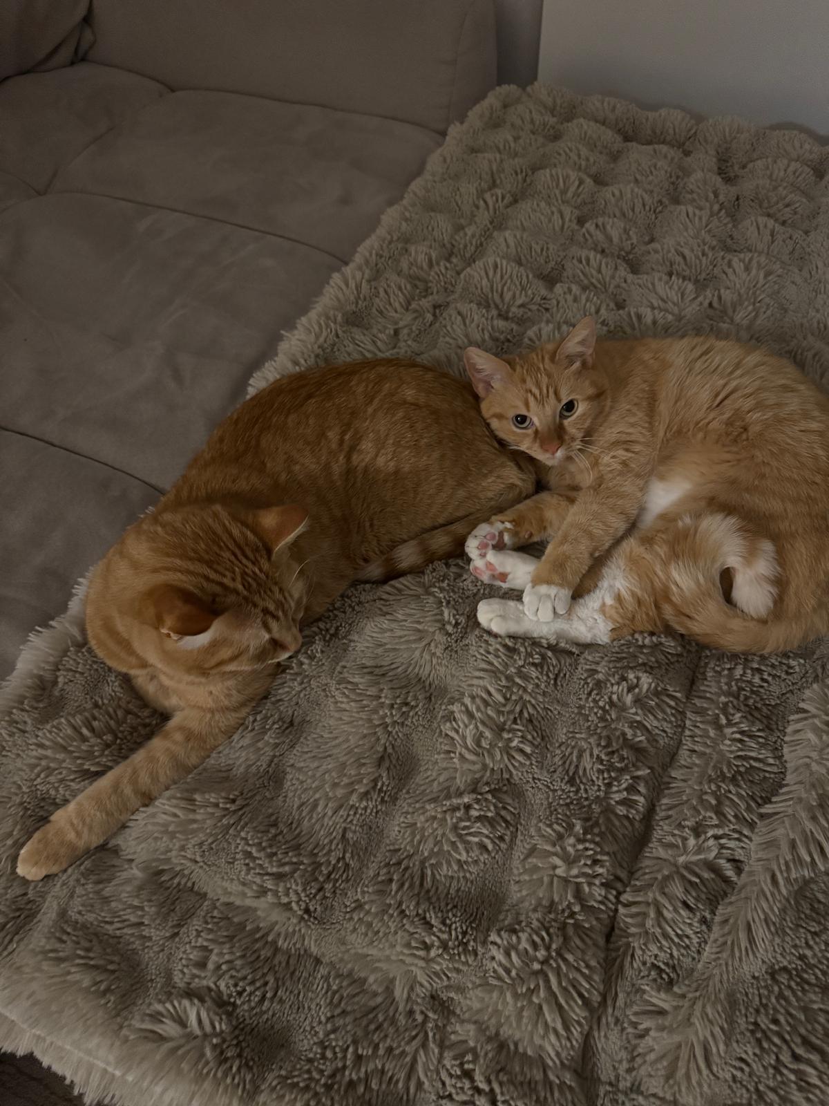 Wieder kuscheln mit den Katzen